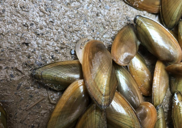 The Youth Mussel Project At Anacostia Just Got A Major Boost
