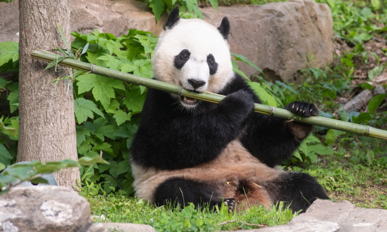 Giant Panda Bei Bei is Moving to China in November