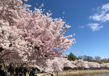 It's An Early Peak Bloom For DC Cherry Blossoms