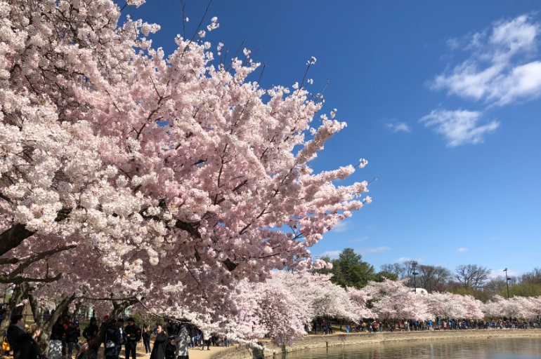 Cherry Blossom Peak Bloom Is March 20th -30th