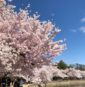 It’s An Early Peak Bloom For DC Cherry Blossoms