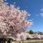 It’s An Early Peak Bloom For DC Cherry Blossoms
