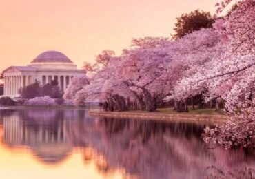 Cherry Blossom Peak Bloom Is March 22nd-25th