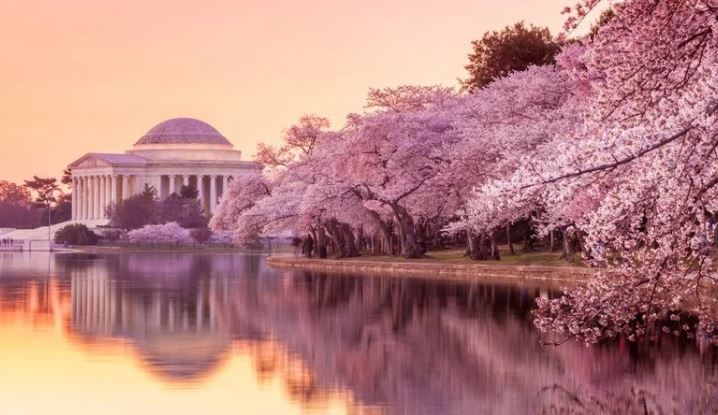 Cherry Blossom Peak Bloom Is March 22nd-25th
