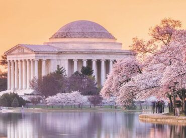 Cherry Blossom Peak Bloom Is March 23rd -26th