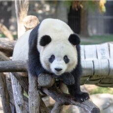 National Gallery Nights Return This Fall Choosedc